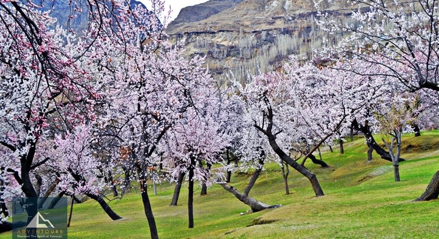 Altit Valley Apricot Blossom