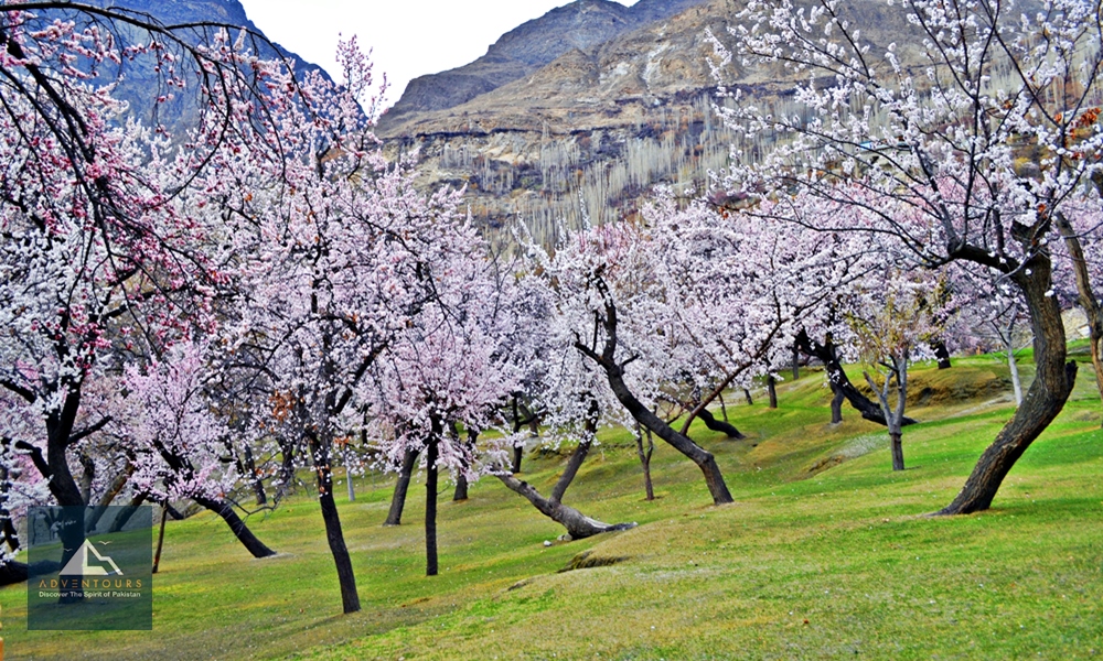 Hunza Blossom Escape