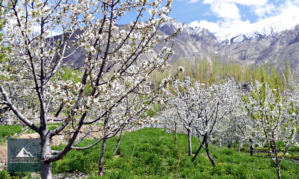Cherry Blossom in Hunza