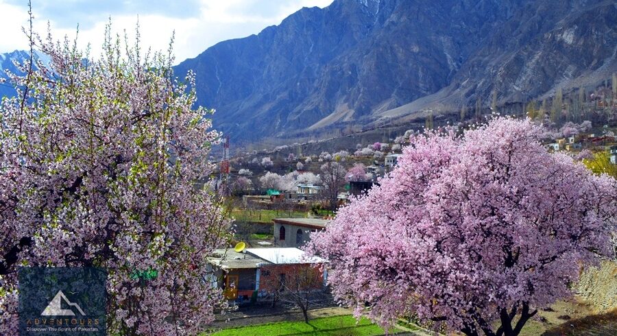 Almond Blossom