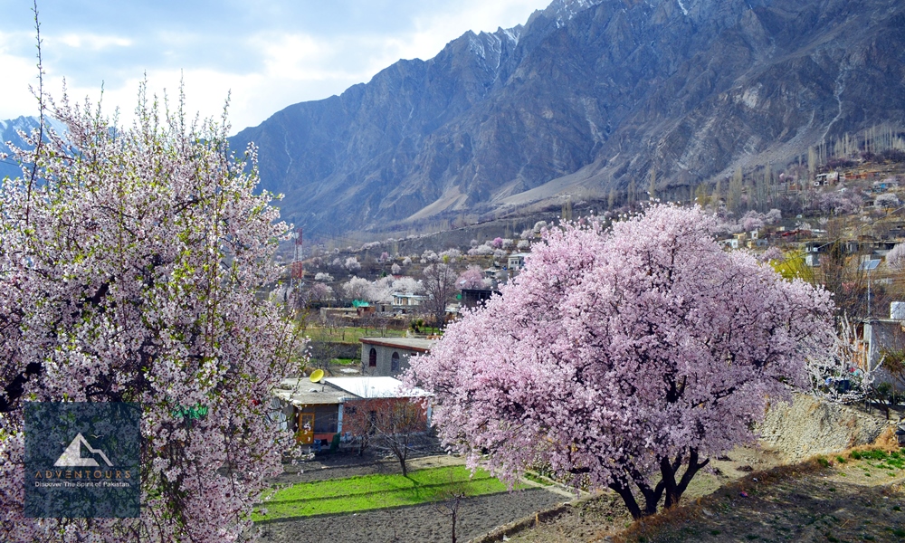 Blossoming Valleys of Gilgit-Baltistan