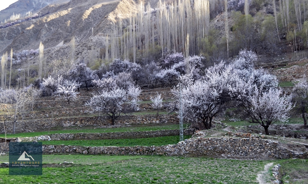 Hunza Blossom Escape