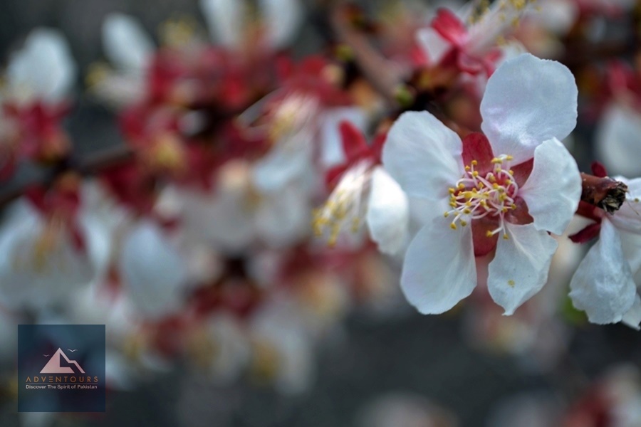Apricot Blossom