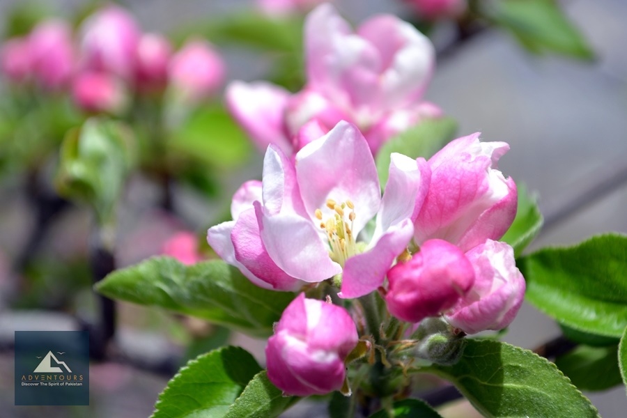 Apple Blossom in Hunza