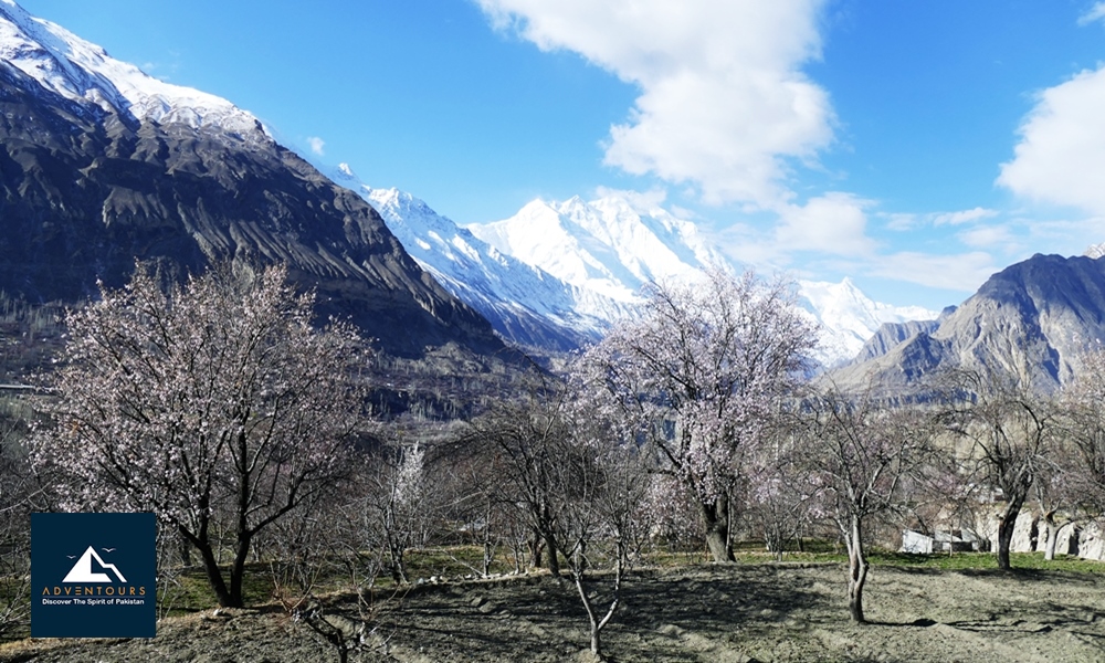Blossom Colors of Gilgit-Baltistan