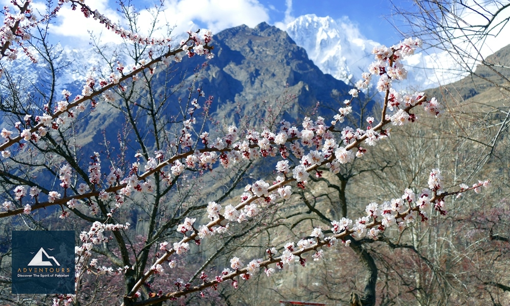 Hunza Blossom Escape