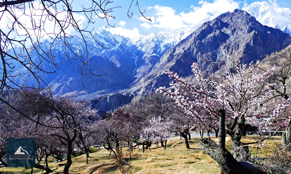 Blossom in Gilgit-Baltistan