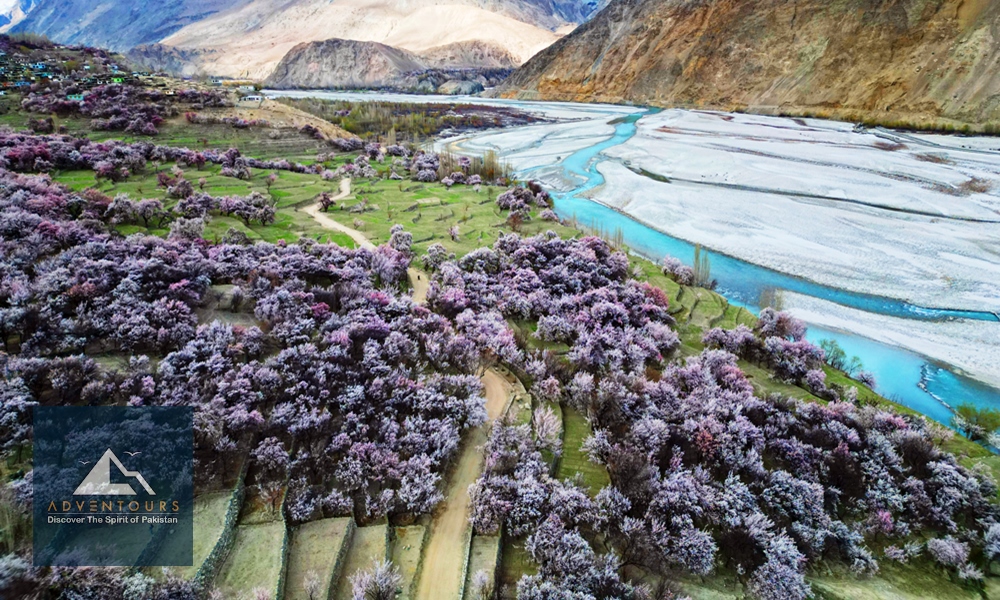 Gilgit Baltistan in blossom