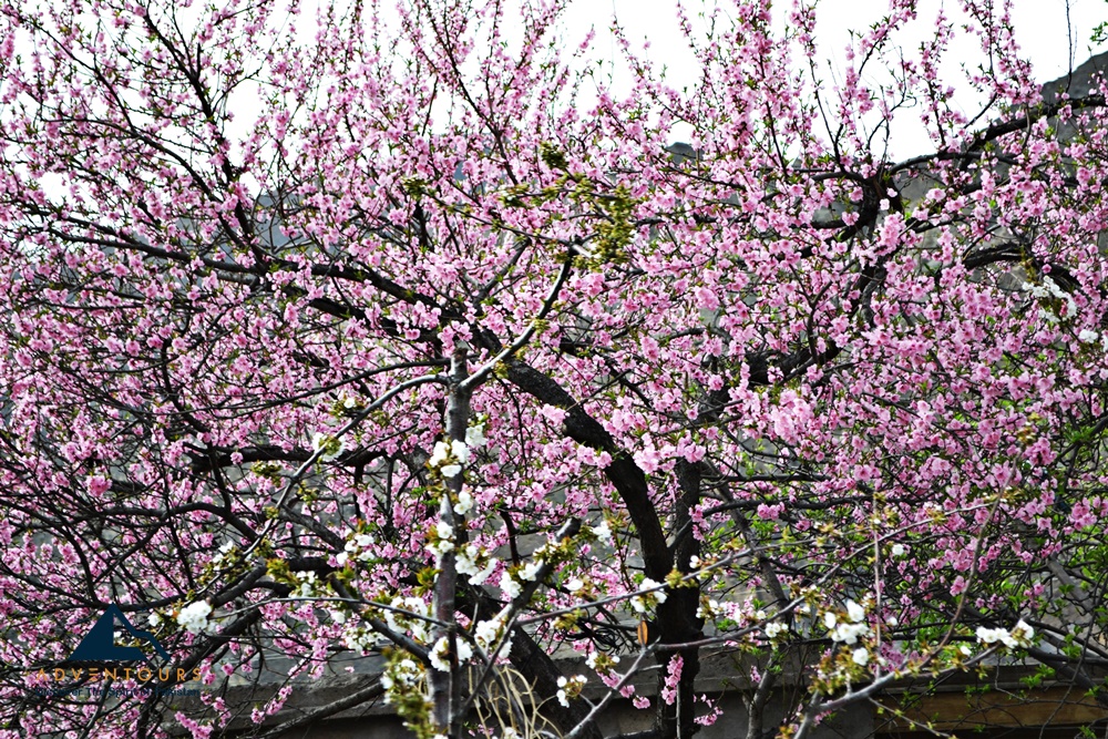 Blossom colors