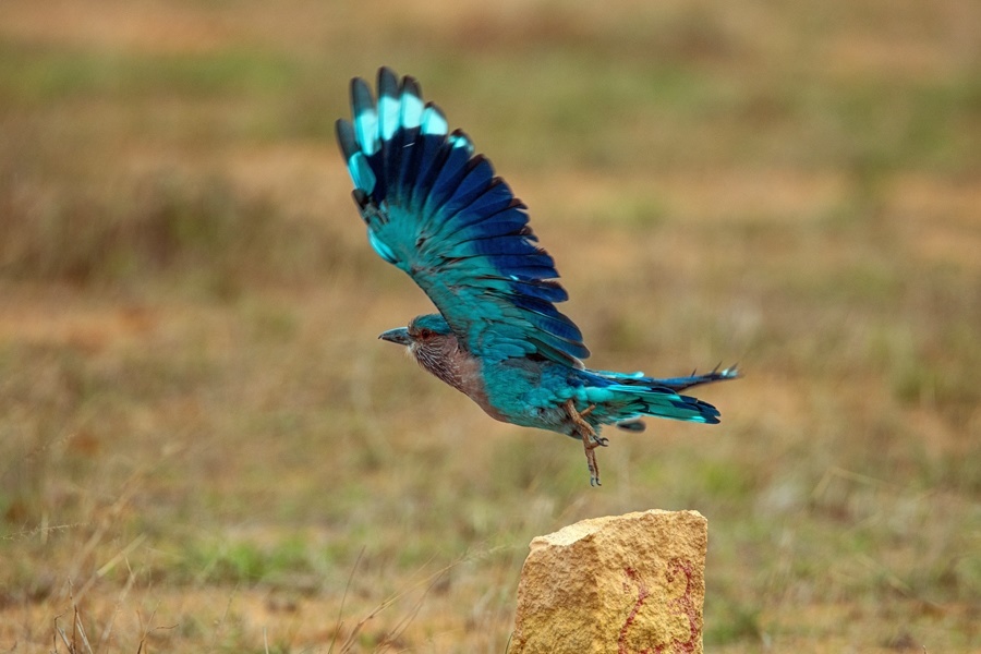 Birding in Pakistan