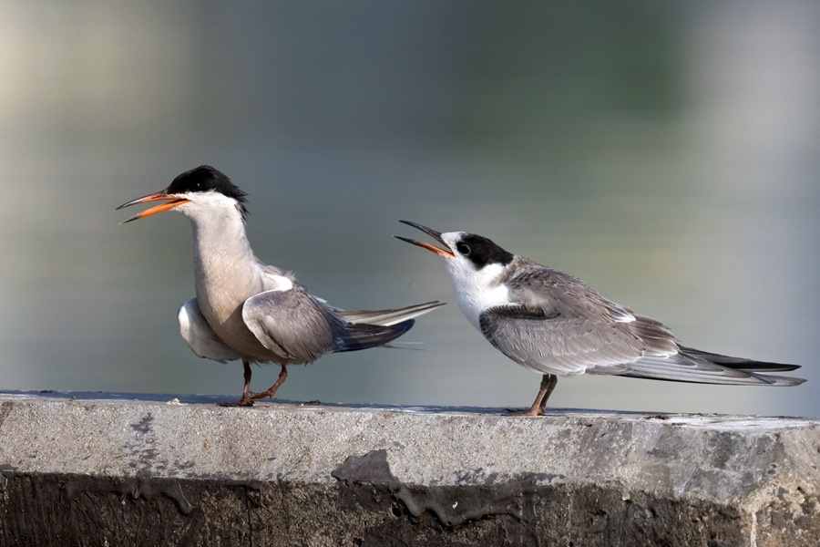 Birding in Pakistan