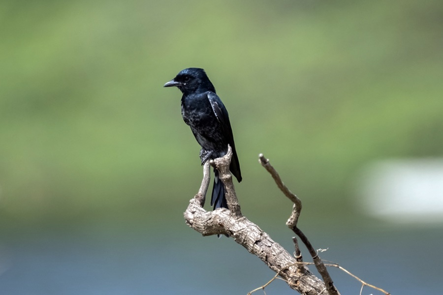 Birding in Pakistan