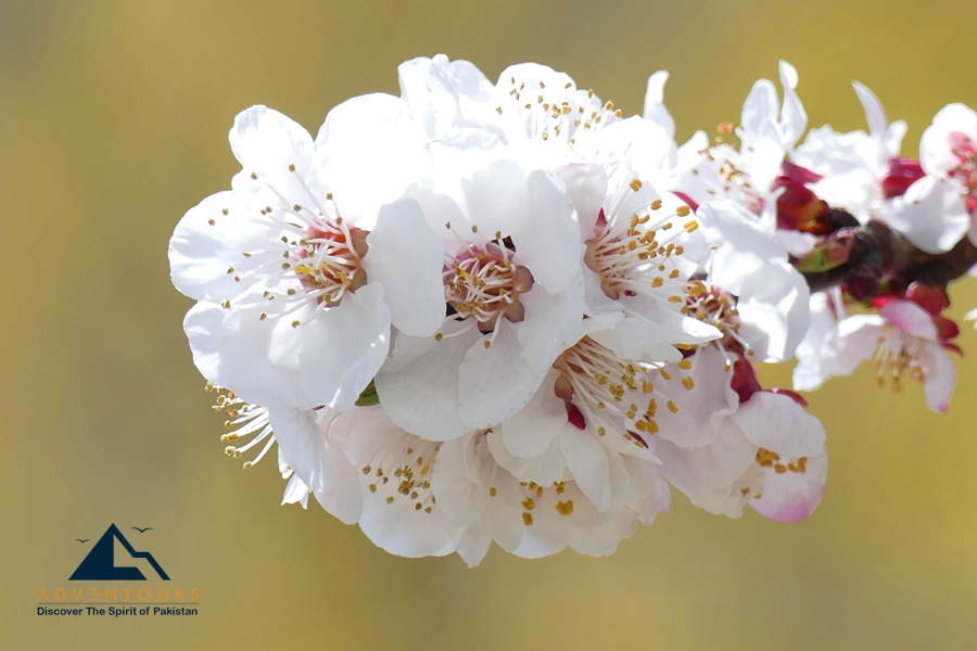 Spring Blossoms of Hindukush & Karakoram