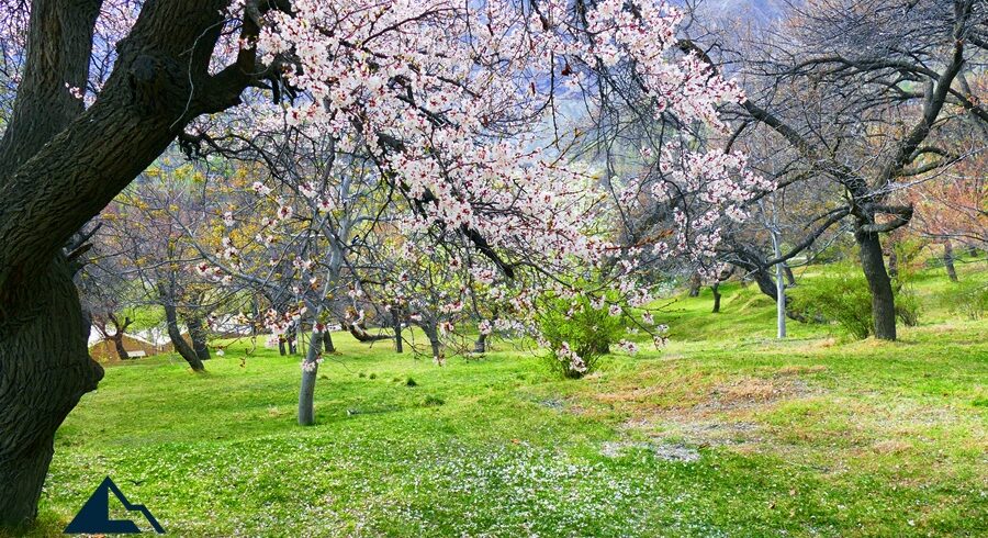 Spring Blossoms of Hindukush & Karakoram