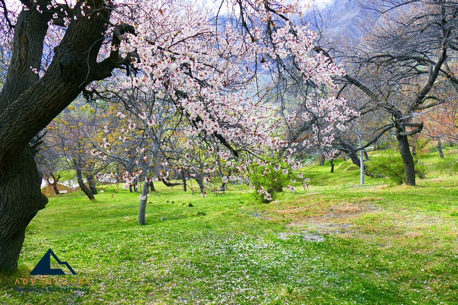 Spring Blossoms of Hindukush & Karakoram