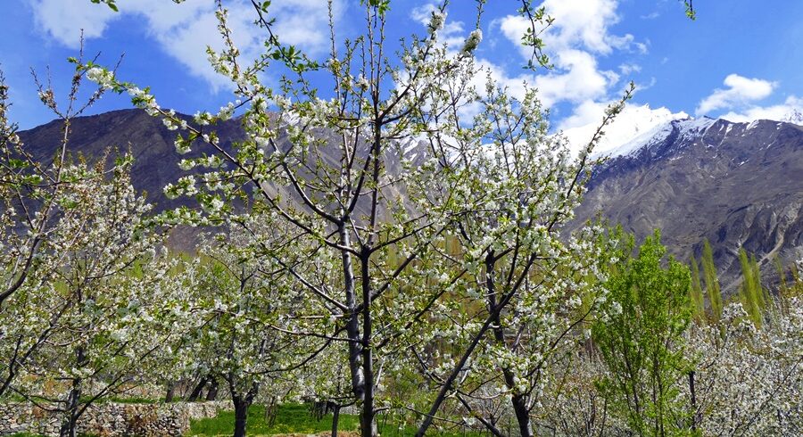 Karakoram Highway Spring Journey