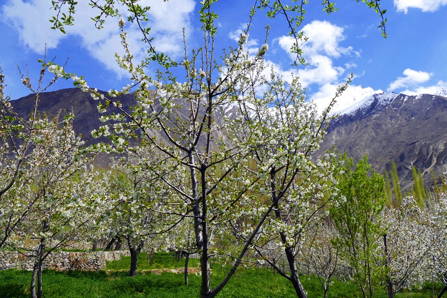 Karakoram Highway Spring Journey