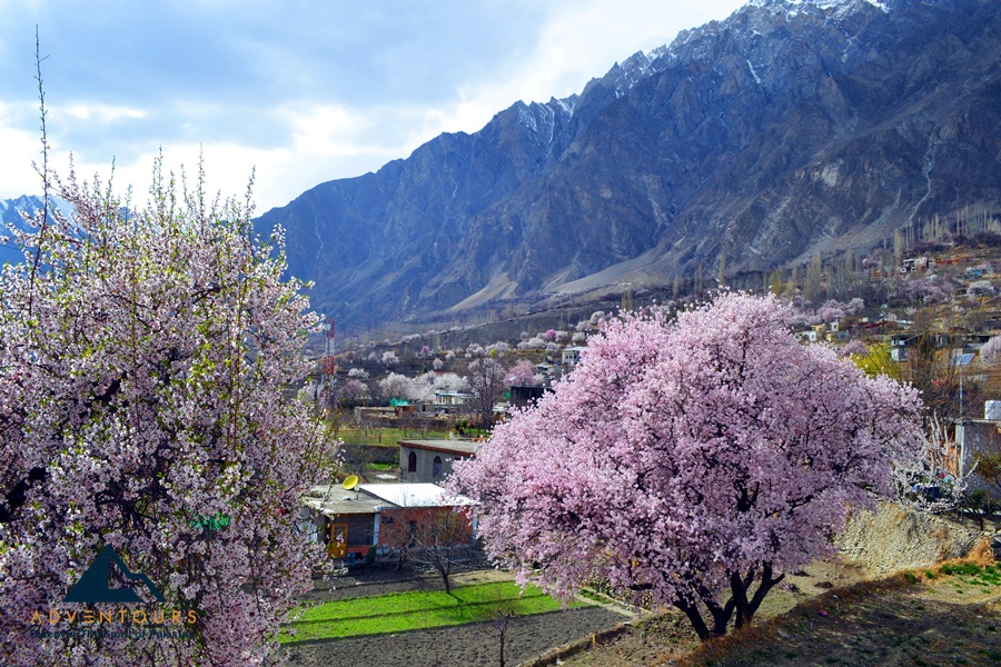 Hunza & Skardu Blossom Odyssey