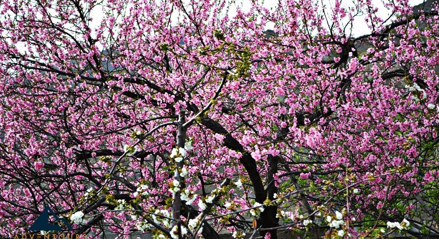 Hunza & Skardu Blossom Odyssey