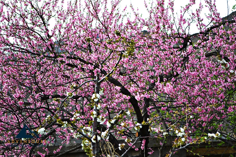 Hunza & Skardu Blossom Odyssey