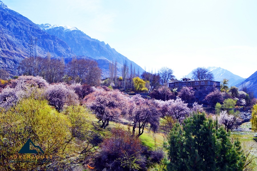 Spring Blossoms of Hindukush & Karakoram
