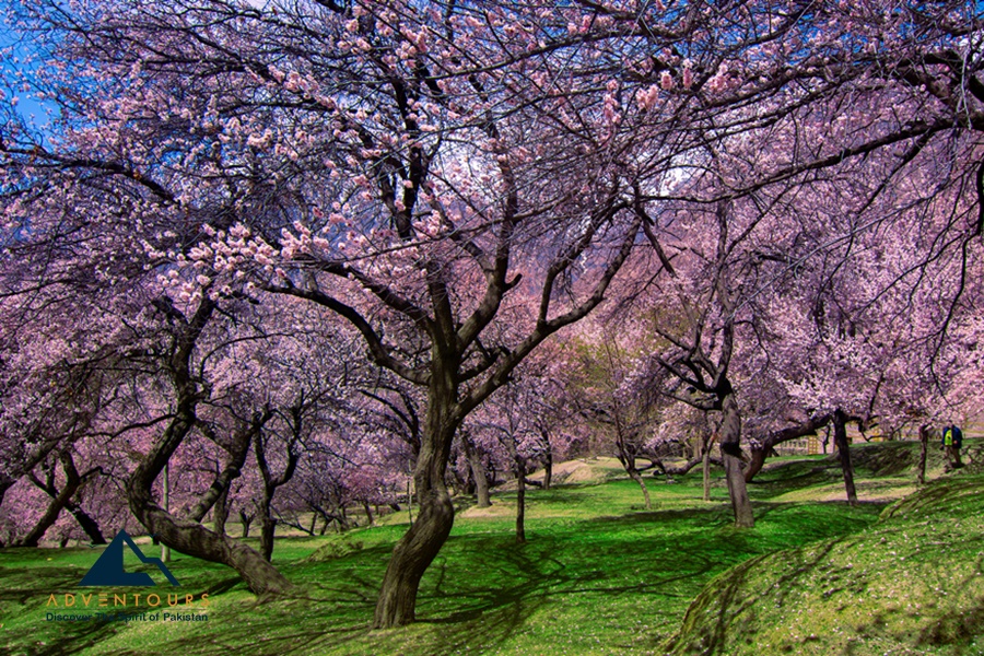 Hunza & Skardu Blossom Odyssey