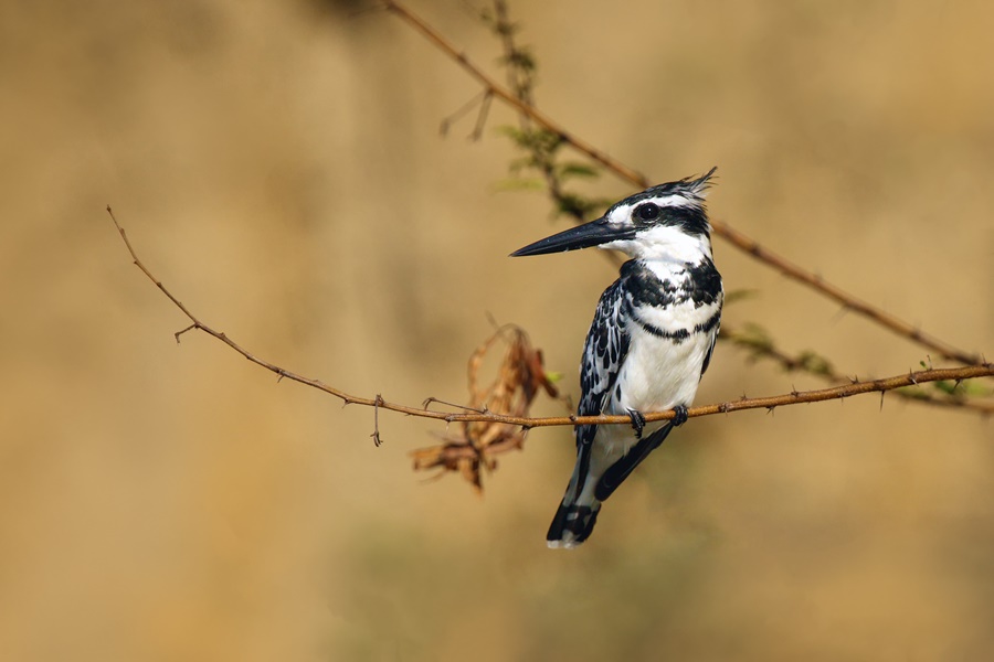 Birding in Pakistan
