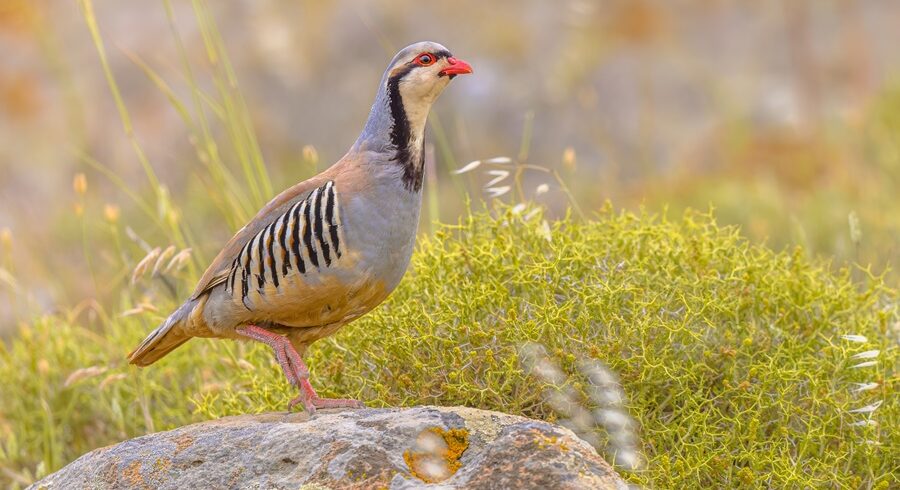 Birding in Pakistan