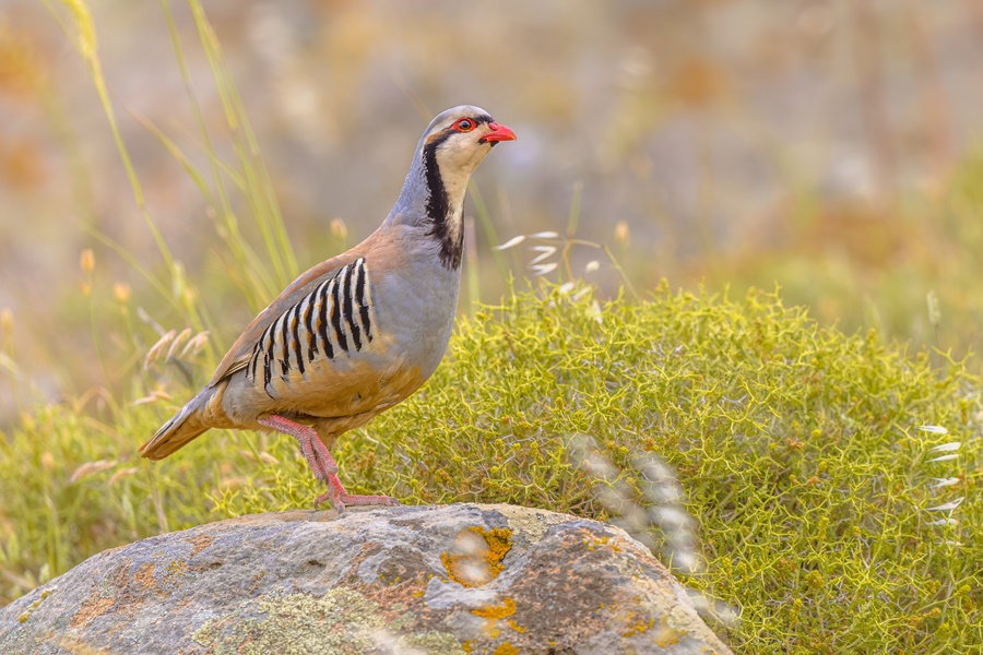 Birding in Pakistan