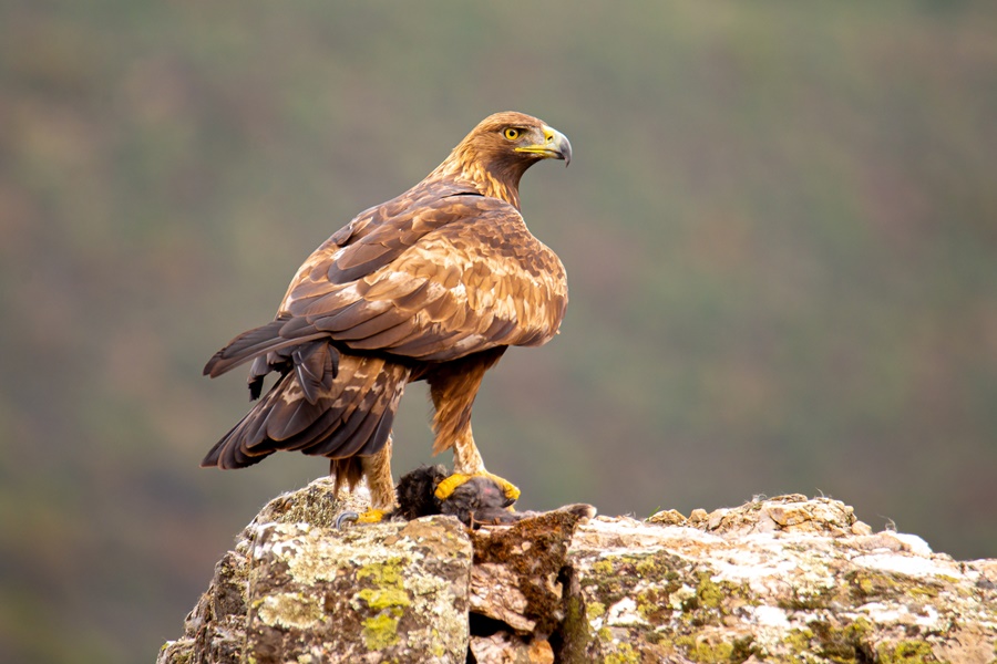 Birding in Pakistan
