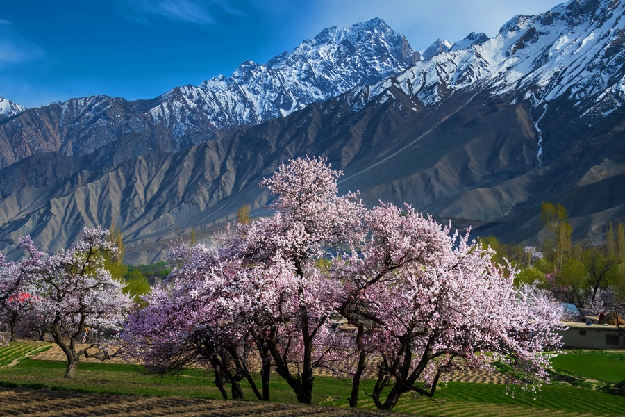 Spring Blossoms of Hindukush & Karakoram