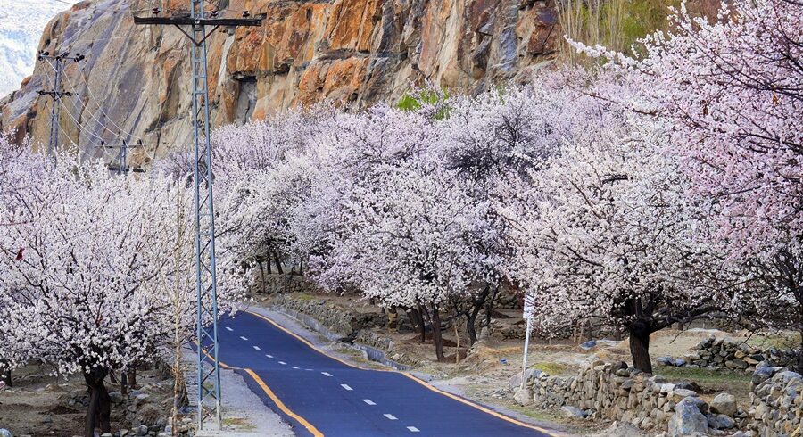 Blooming Beauty of Baltistan