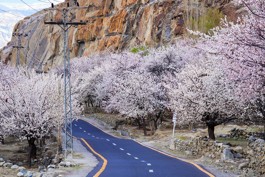 Blooming Beauty of Baltistan