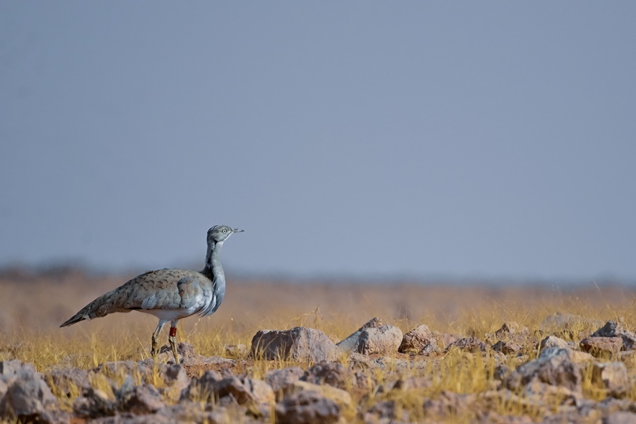 Birding in Pakistan